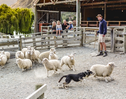 Sheepdog herding sheep at Walter Peak High Country Farm with visitors watching.