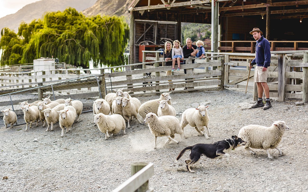 Sheepdog herding sheep at Walter Peak High Country Farm with visitors watching.