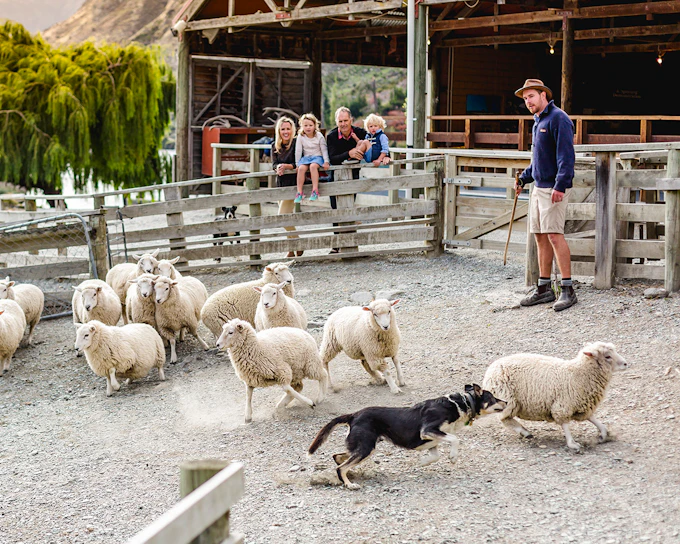 From Queenstown: TSS Earnslaw/Spirit of Queenstown with Walter Peak Farm Tour