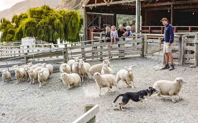 Sheepdog herding sheep at Walter Peak High Country Farm with visitors watching.