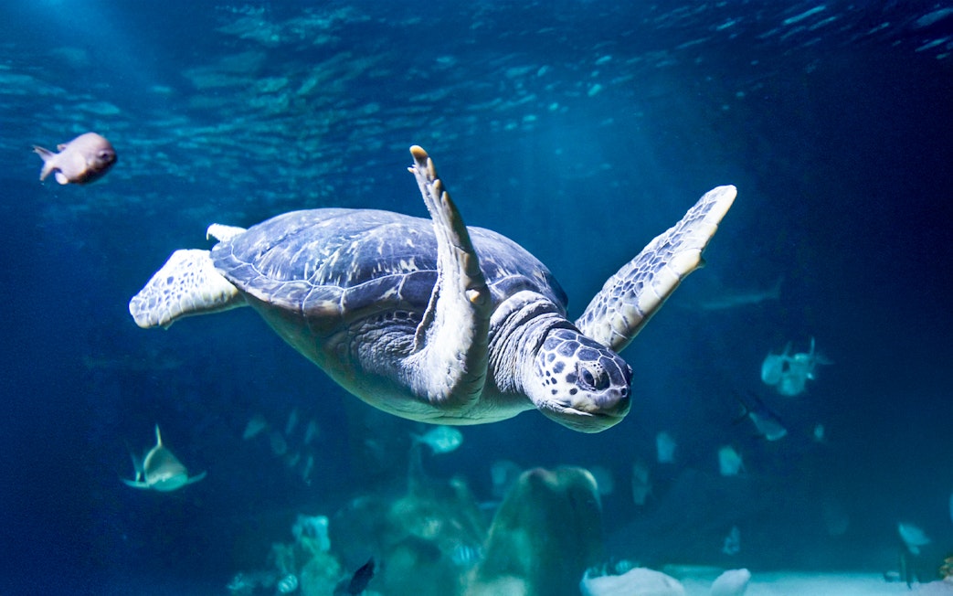 Turtle swimming with fish in the aquarium at Sea Life Speyer.
