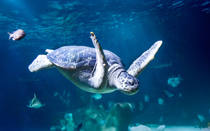 Turtle swimming with fish in the aquarium at Sea Life Speyer.