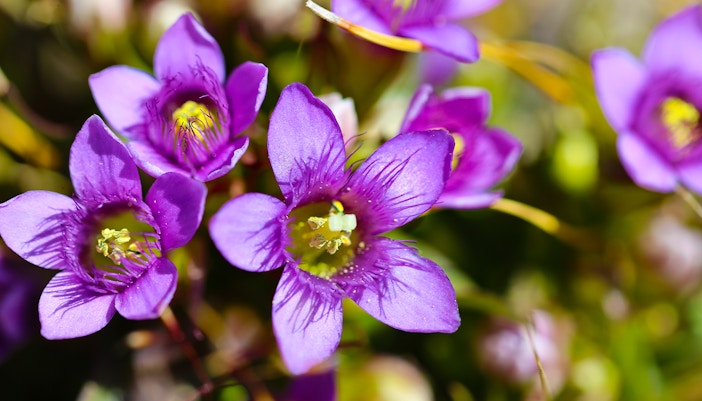 Wander in the Alpine Garden