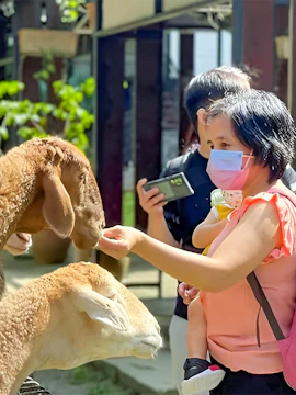 Visitor feeding sheep at G2G Animal Garden.