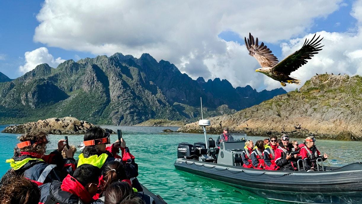RIB boat tour in Lofoten with tourists observing a white-tailed eagle in flight.