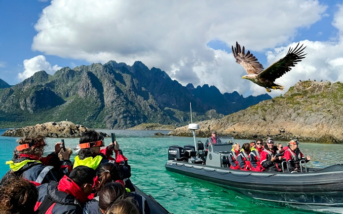 RIB boat tour in Lofoten with tourists observing a white-tailed eagle in flight.