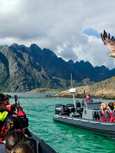 RIB boat tour in Lofoten with tourists observing a white-tailed eagle in flight.