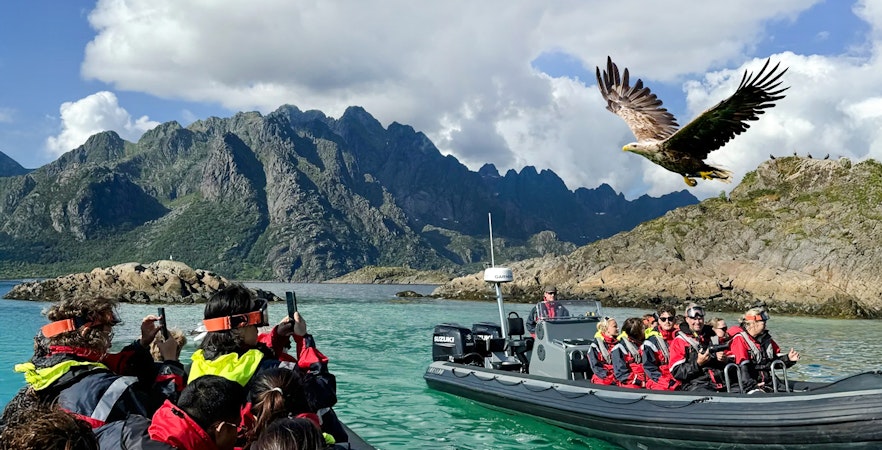 RIB boat tour in Lofoten with tourists observing a white-tailed eagle in flight.