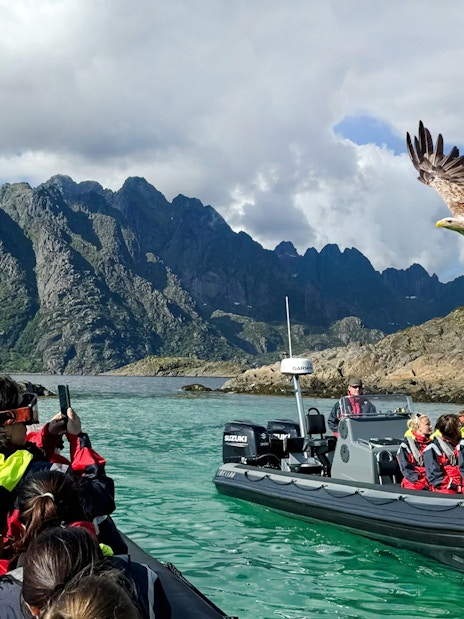 RIB boat tour in Lofoten with tourists observing a white-tailed eagle in flight.