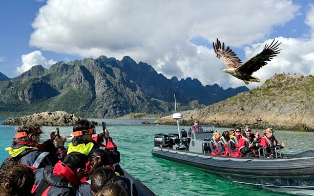 RIB boat tour in Lofoten with tourists observing a white-tailed eagle in flight.