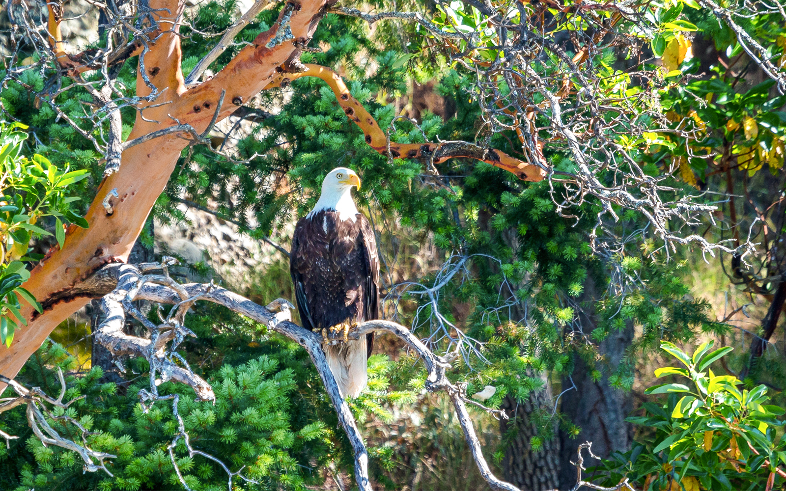 Bald eagle perched on a tree branch in a forest setting.