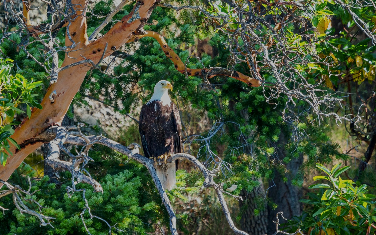 Bald eagle perched on a tree branch in a forest setting.