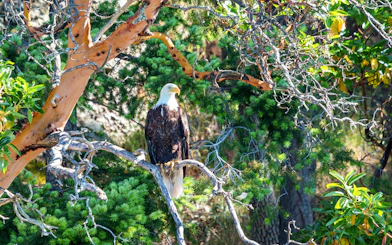 Bald eagle perched on a tree branch in a forest setting.