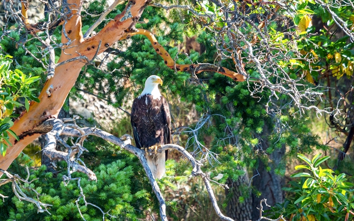 Bald eagle perched on a tree branch in a forest setting.