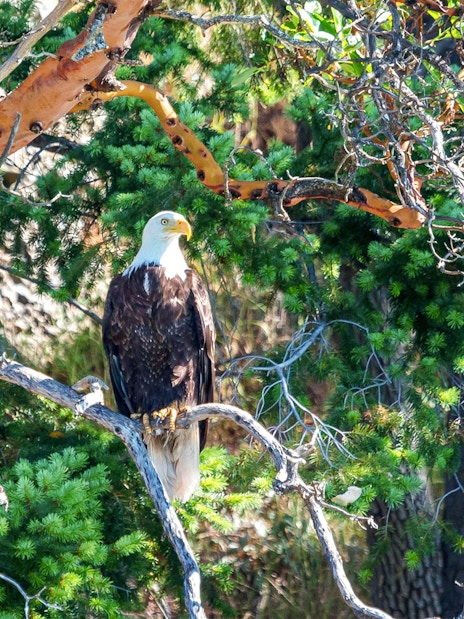 Bald eagle perched on a tree branch in a forest setting.