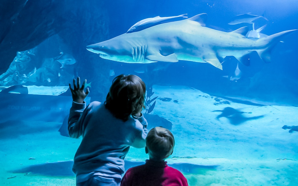 Children watching a shark swim in the Madrid Zoo Aquarium tank.