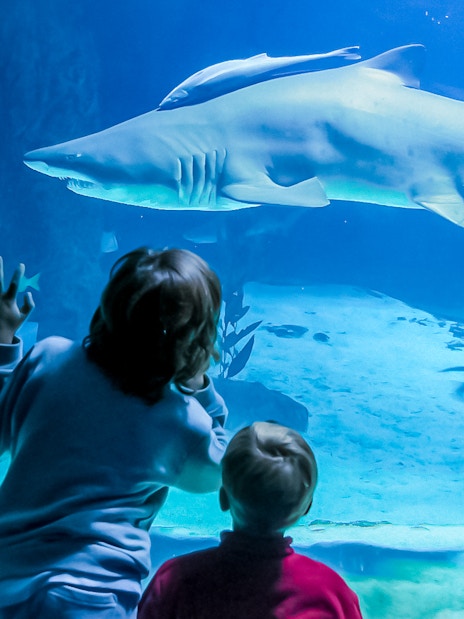 Children watching a shark swim in the Madrid Zoo Aquarium tank.