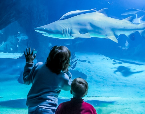 Sharks swimming in the tank at Madrid Zoo Aquarium.