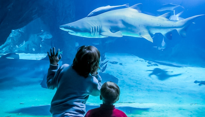 Sharks swimming in the tank at Madrid Zoo Aquarium.