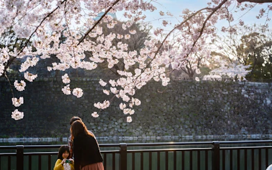 Osaka Castle 3 hours Historical Walking Tour