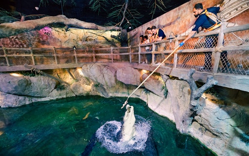 Visitors observe King Croc jumping at Dubai Aquarium & Underwater Zoo.