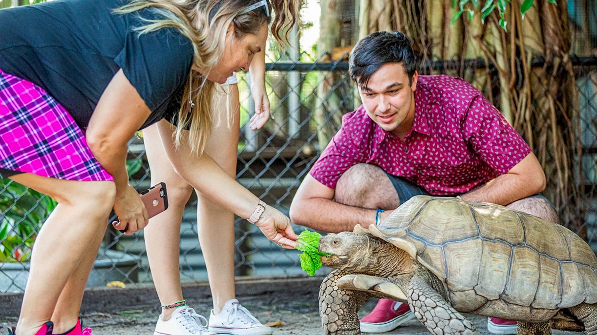 Visitors feeding a tortoise at Sawgrass Recreation Park Wildlife Show.