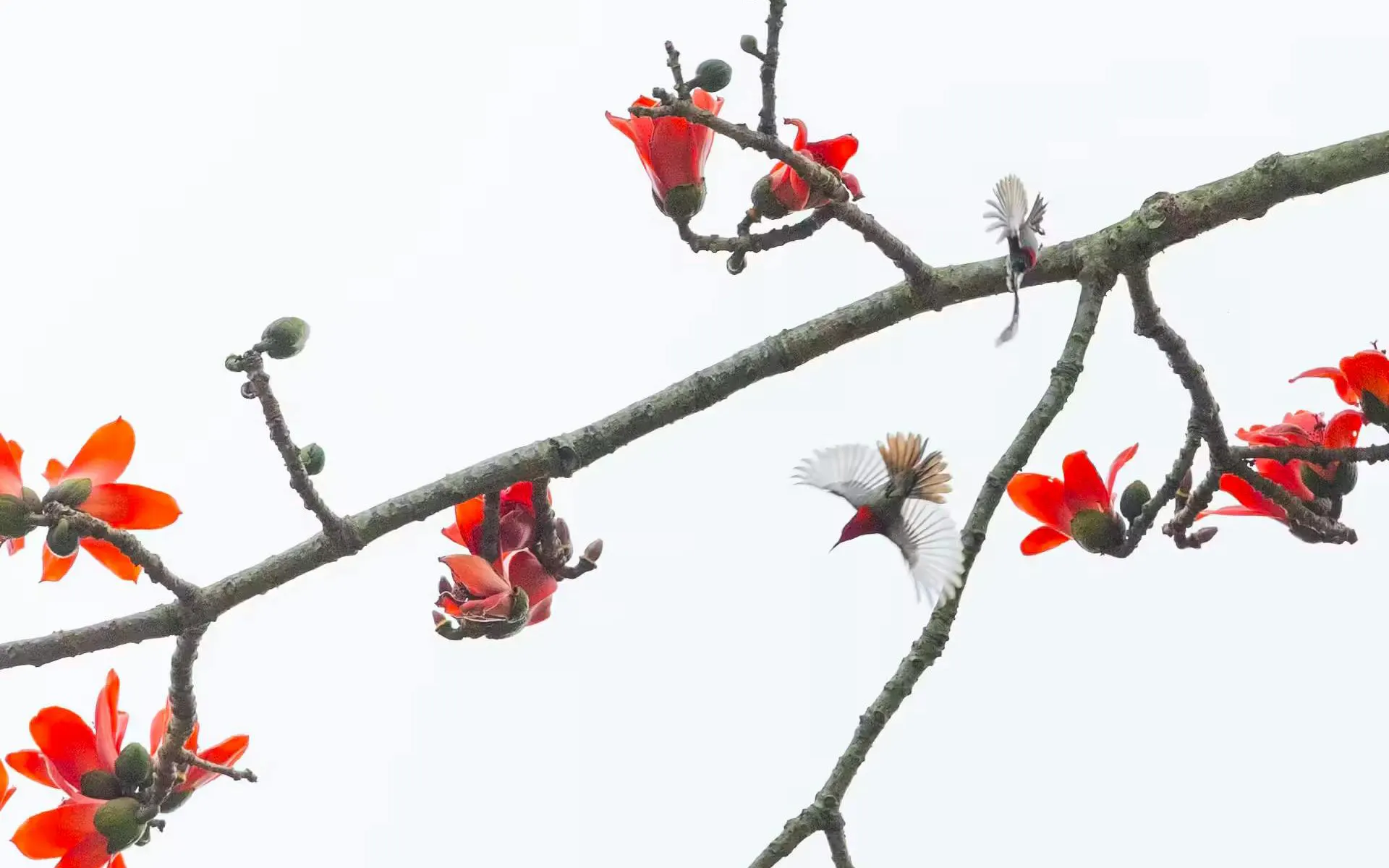 Bird flying near red blossoms on a branch at Trang An Landscape Complex.