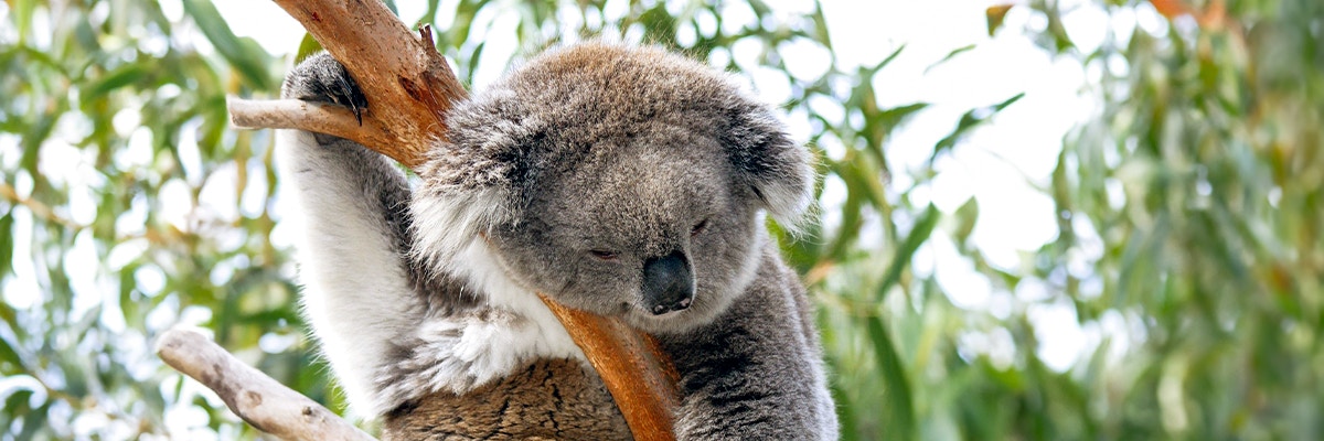 A Koala at Koala Conservation Reserve