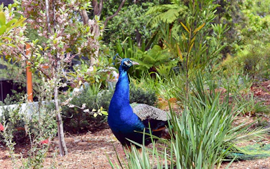 Peacock in lush greenery at Taronga Zoo, Sydney.