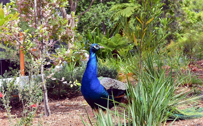 Peacock in lush greenery at Taronga Zoo, Sydney.