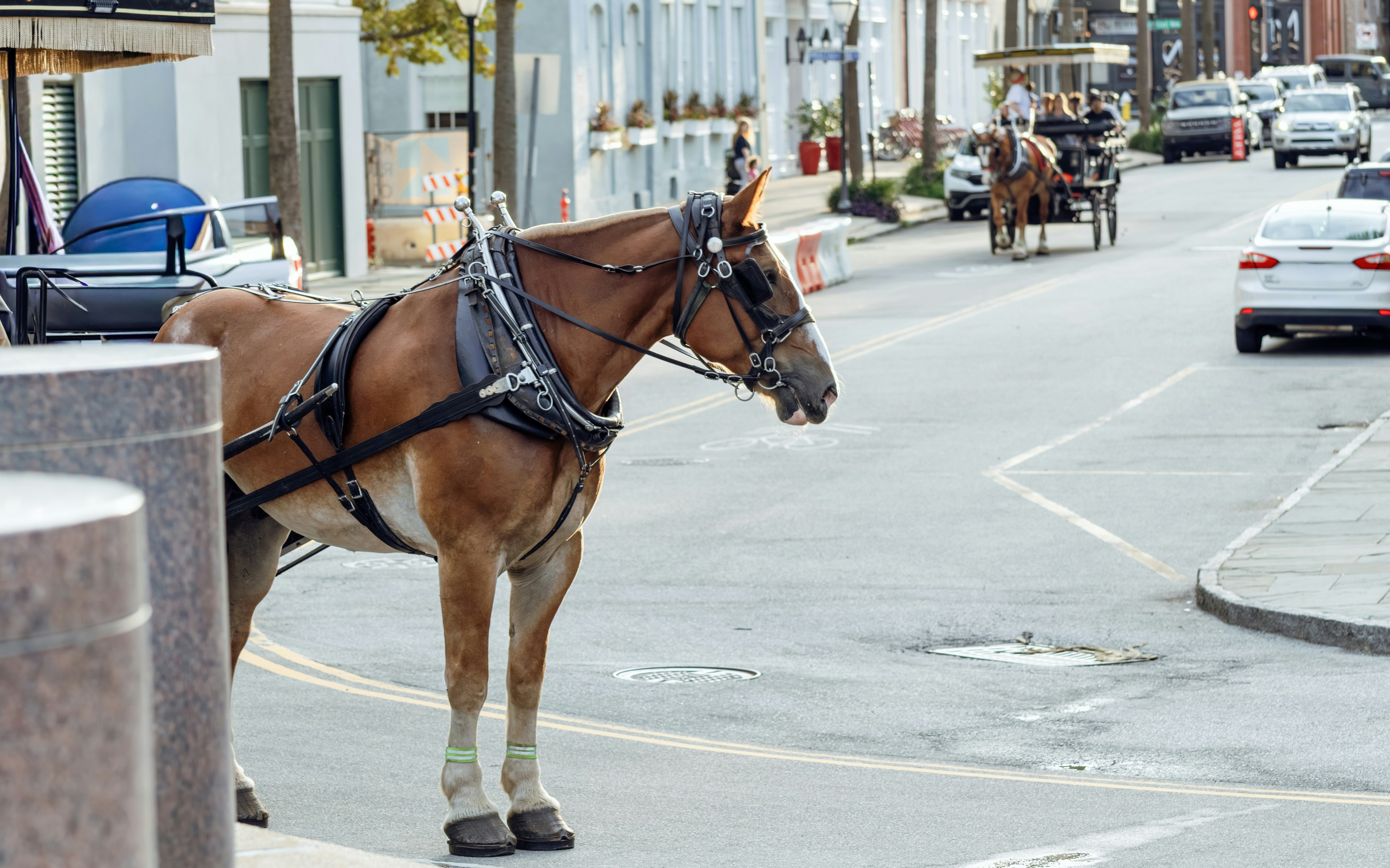 Carriage horse on historic Charleston street.