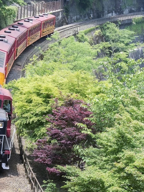 Sagano Romantic Train passing through lush greenery in Kyoto, Japan.