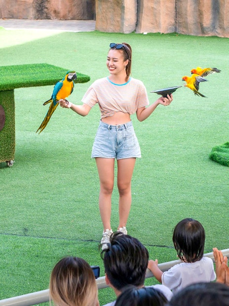 Bird show with parrots performing for an audience at a zoo.