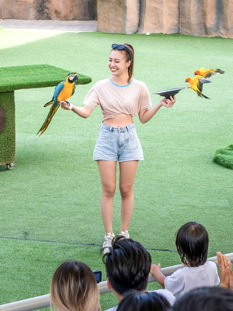 Bird show with parrots performing for an audience at a zoo.
