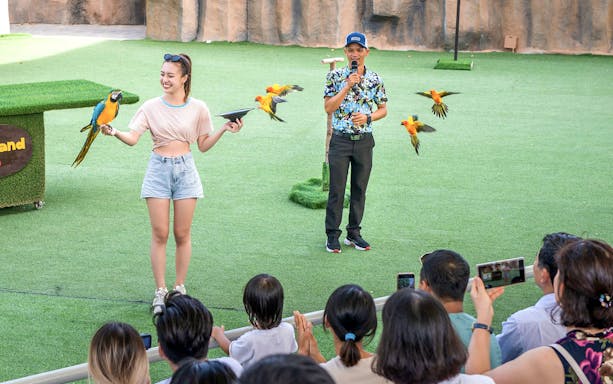 Bird show with parrots performing for an audience at a zoo.