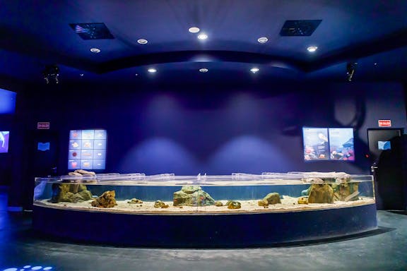 biglietti per l'acquario atlantis di madrid: salta la coda-9