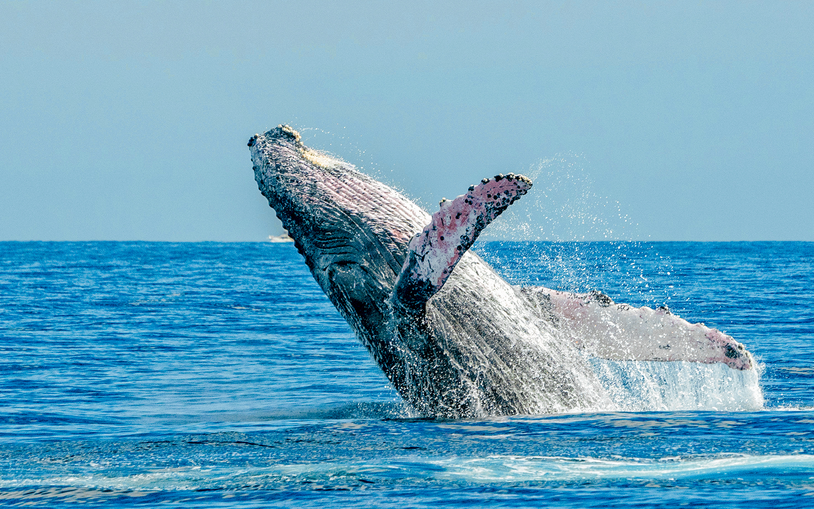 Humpback whale breaching in Hawaiian waters.
