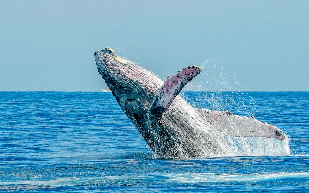 Humpback whale breaching in Hawaiian waters.
