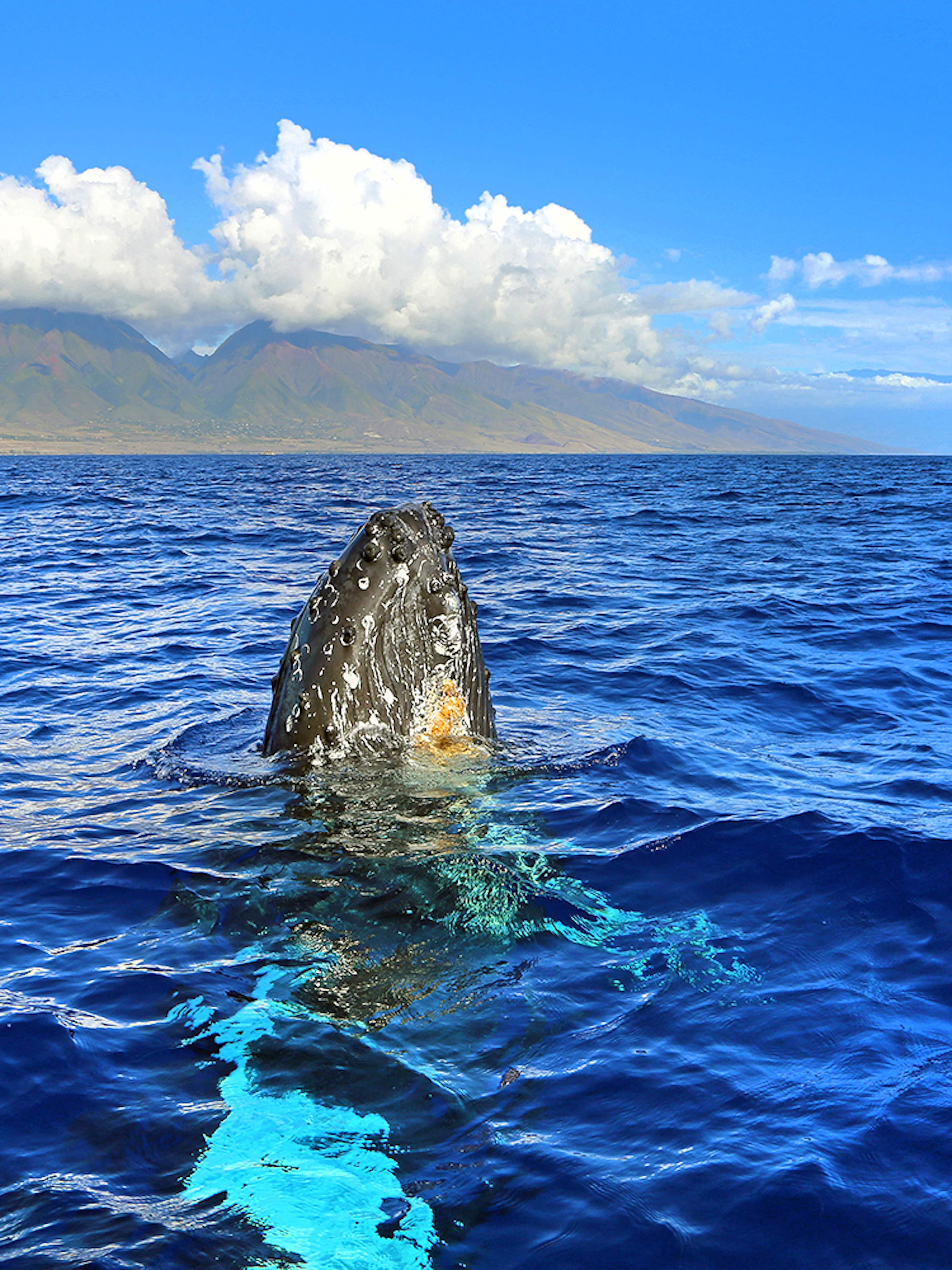 Whale breaching in ocean during whale watching tour in Maui, Hawaii.