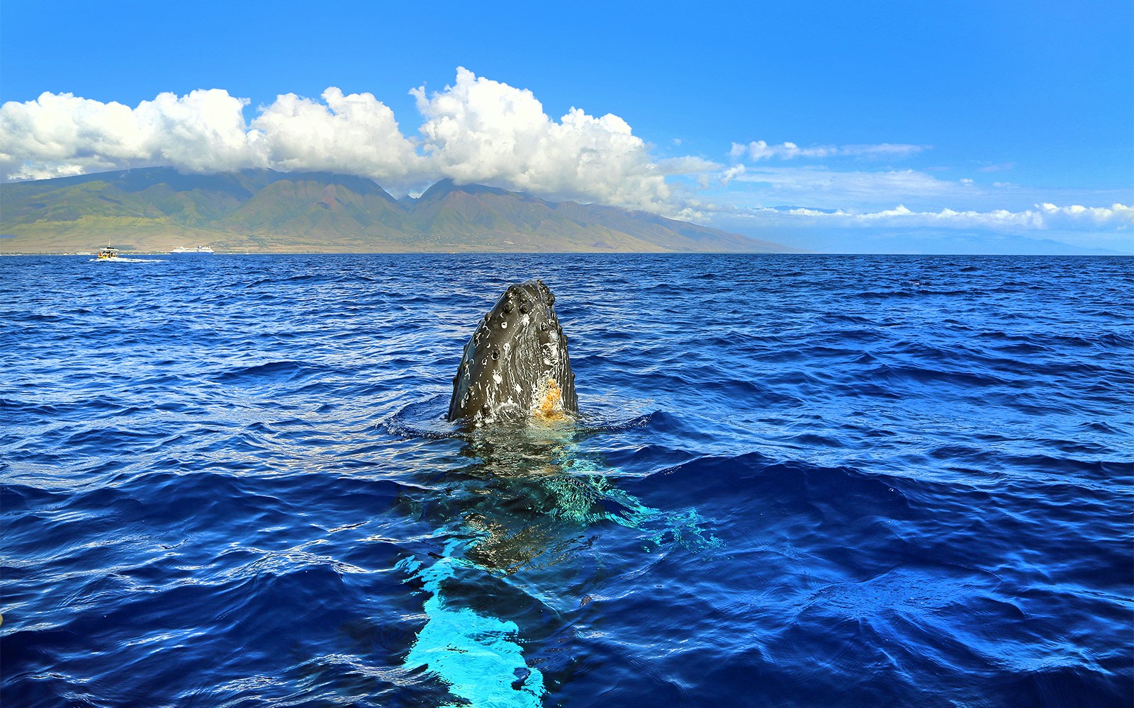 Whale breaching in ocean during whale watching tour in Maui, Hawaii.