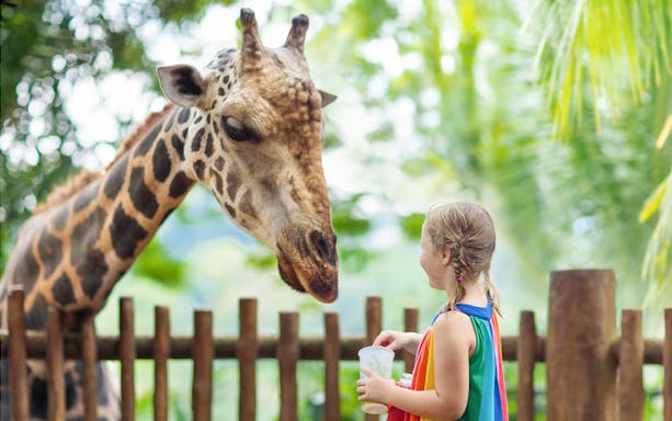 Child feeding giraffe at Sriayuthaya Lion Park, Thailand.