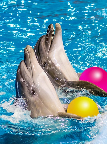 Dolphins playing with colorful balls at Dolphinarium.