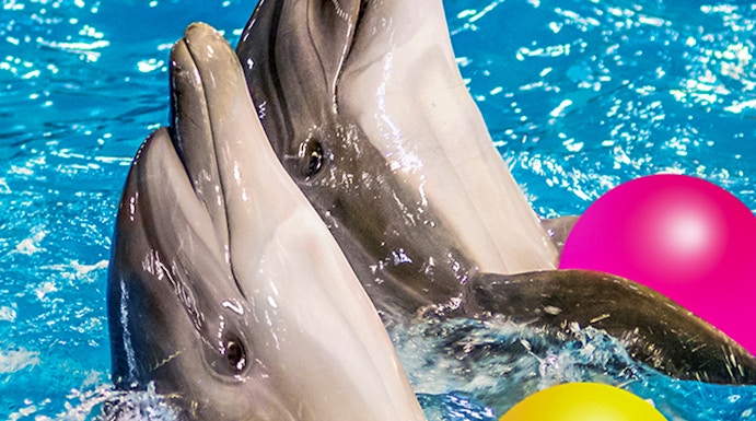 Dolphins playing with colorful balls at Dolphinarium.
