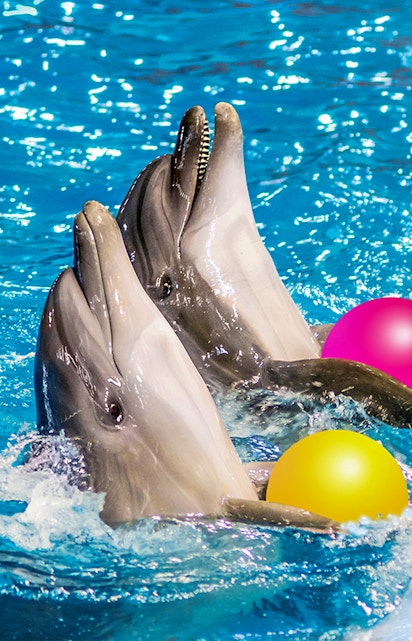 Dolphins playing with colorful balls at Dolphinarium.