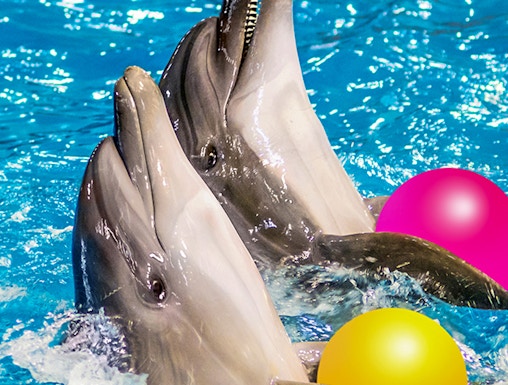 Dolphins playing with colorful balls at Dolphinarium.