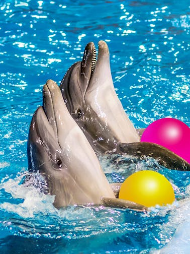 Dubai Dolphinarium-Tickets