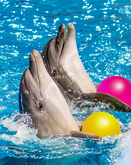 Dolphins playing with colorful balls at Dolphinarium.