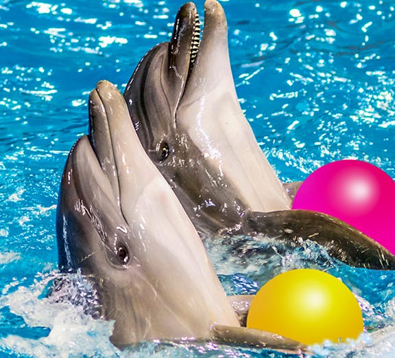 Dolphins playing with colorful balls at Dolphinarium.