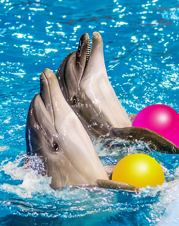 Dolphins playing with colorful balls at Dolphinarium.
