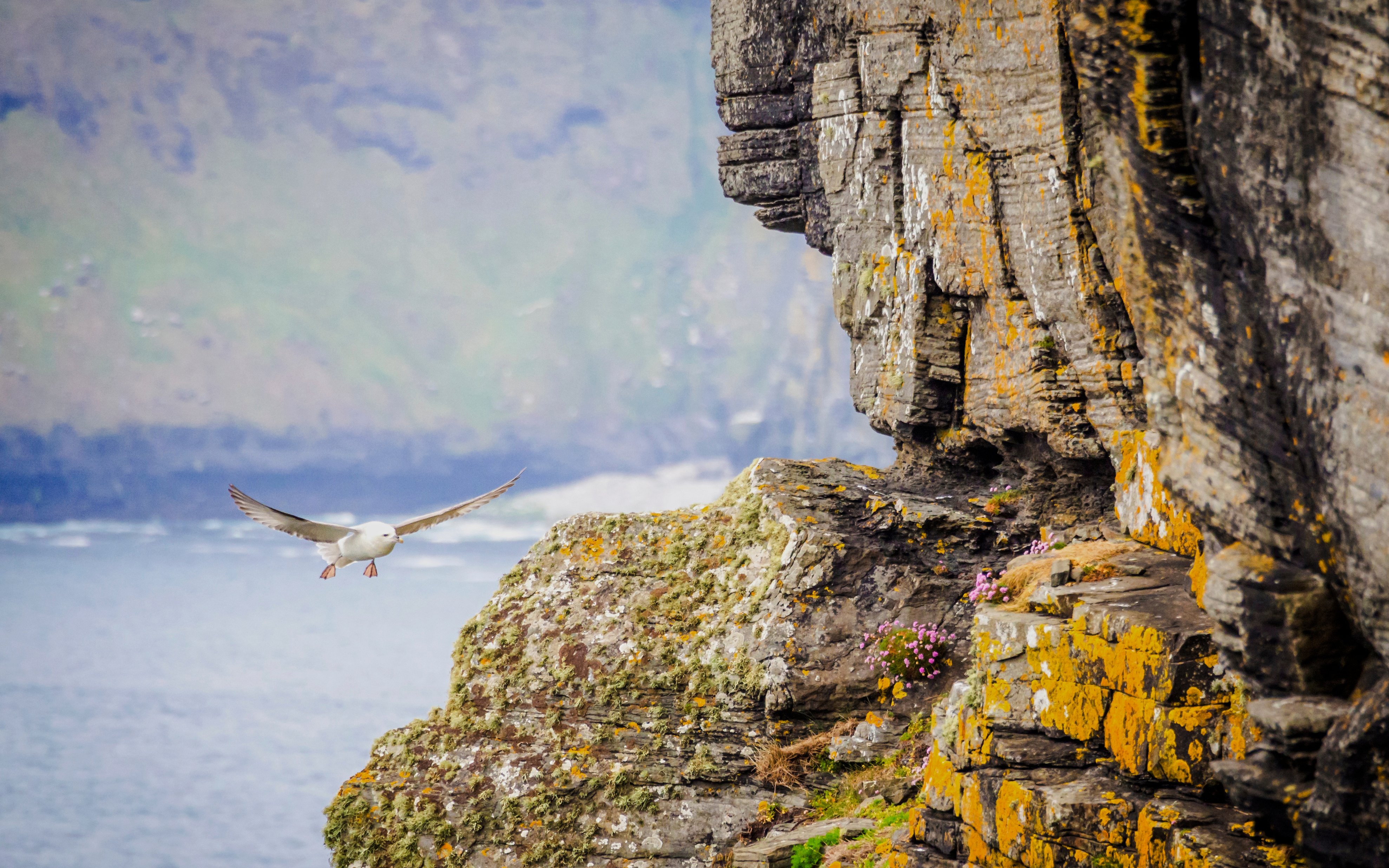Seagull flying near the cliffs of Moher, Ireland.